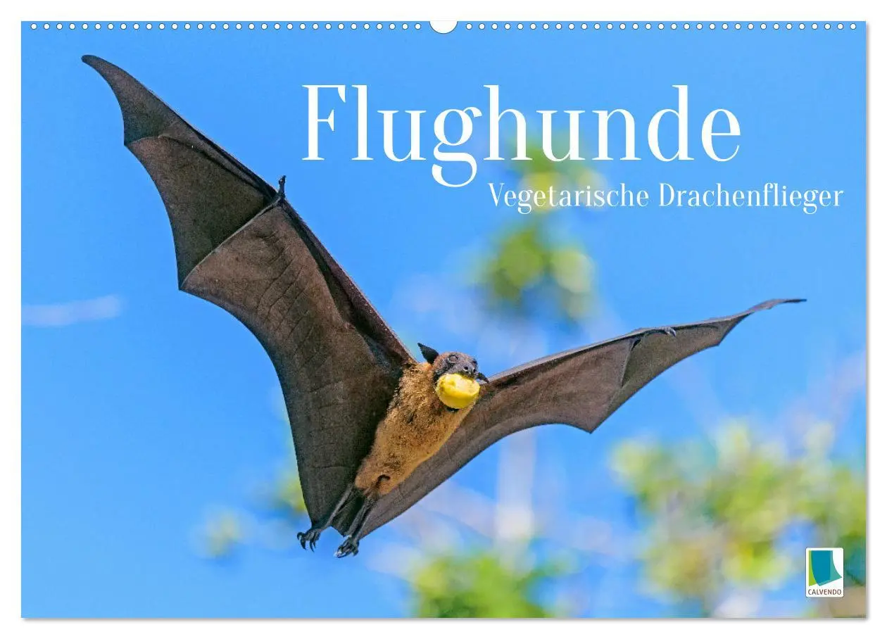 Cover: 9783457412503 | Flughunde: Vegetarische Drachenflieger (Wandkalender 2026 DIN A2...