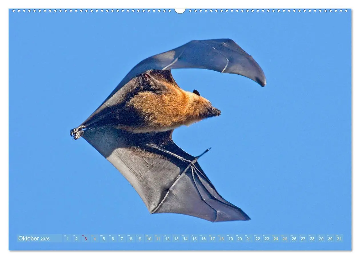 Bild: 9783457412503 | Flughunde: Vegetarische Drachenflieger (Wandkalender 2026 DIN A2...