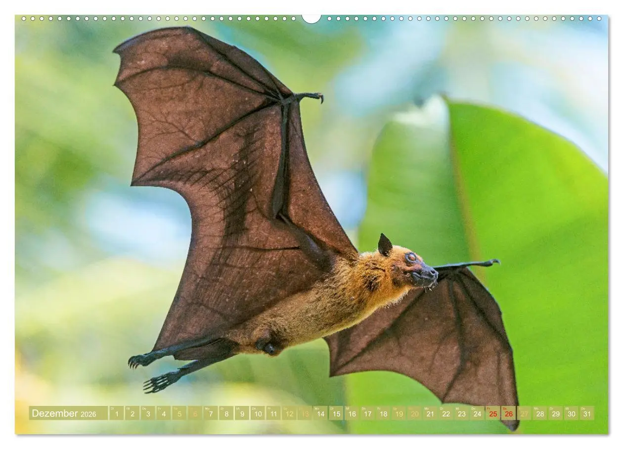 Bild: 9783457412503 | Flughunde: Vegetarische Drachenflieger (Wandkalender 2026 DIN A2...