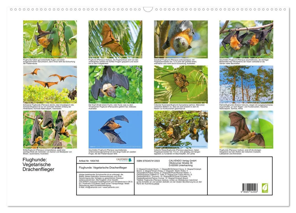 Bild: 9783457412503 | Flughunde: Vegetarische Drachenflieger (Wandkalender 2026 DIN A2...