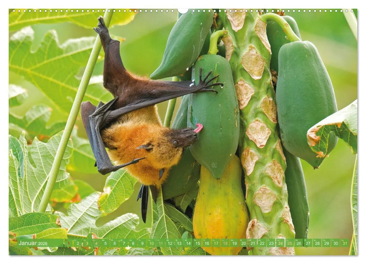 Bild: 9783457412503 | Flughunde: Vegetarische Drachenflieger (Wandkalender 2026 DIN A2...