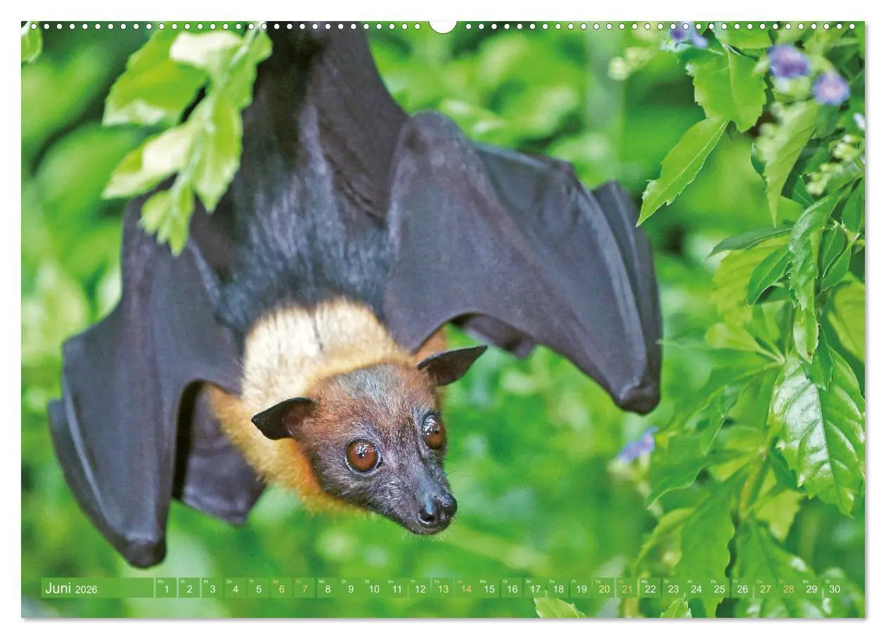 Bild: 9783457412503 | Flughunde: Vegetarische Drachenflieger (Wandkalender 2026 DIN A2...