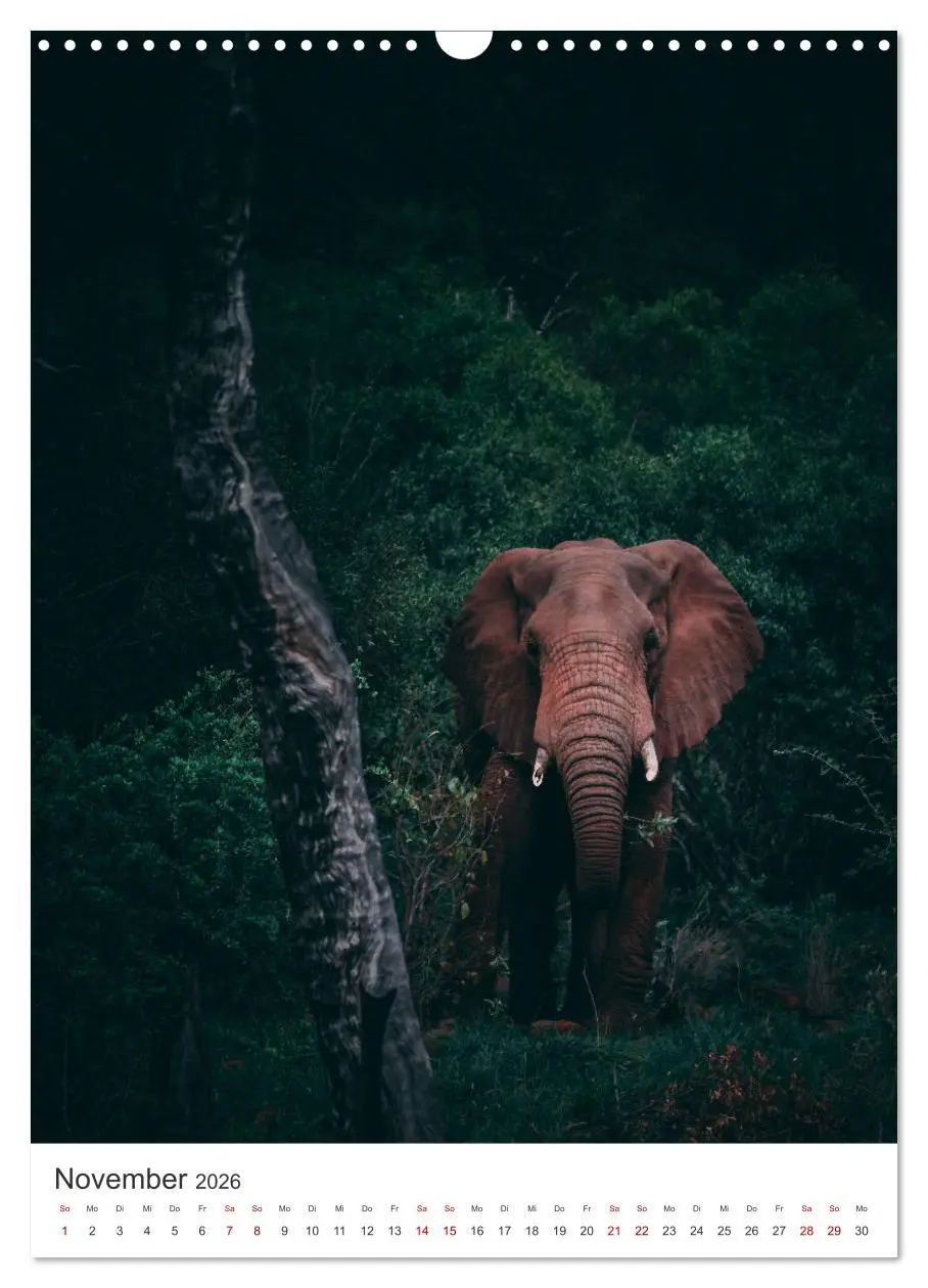 Bild: 9783516352603 | Elefanten - Die Herzeroberer der Tierwelt. (Wandkalender 2026 DIN...