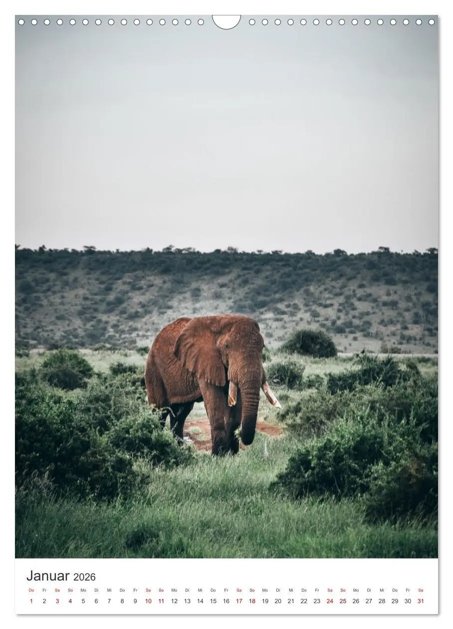 Bild: 9783516352603 | Elefanten - Die Herzeroberer der Tierwelt. (Wandkalender 2026 DIN...