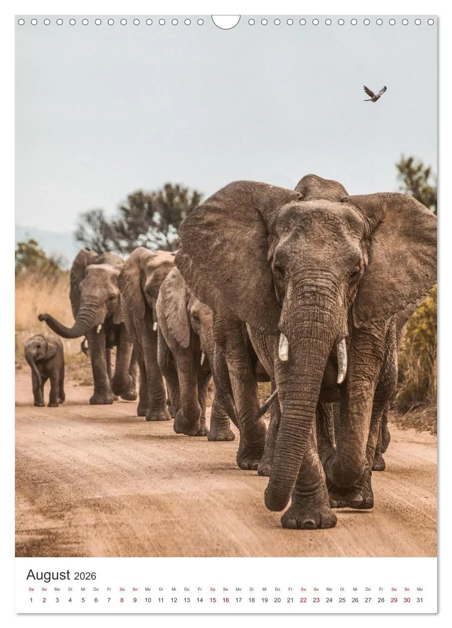 Bild: 9783516352603 | Elefanten - Die Herzeroberer der Tierwelt. (Wandkalender 2026 DIN...