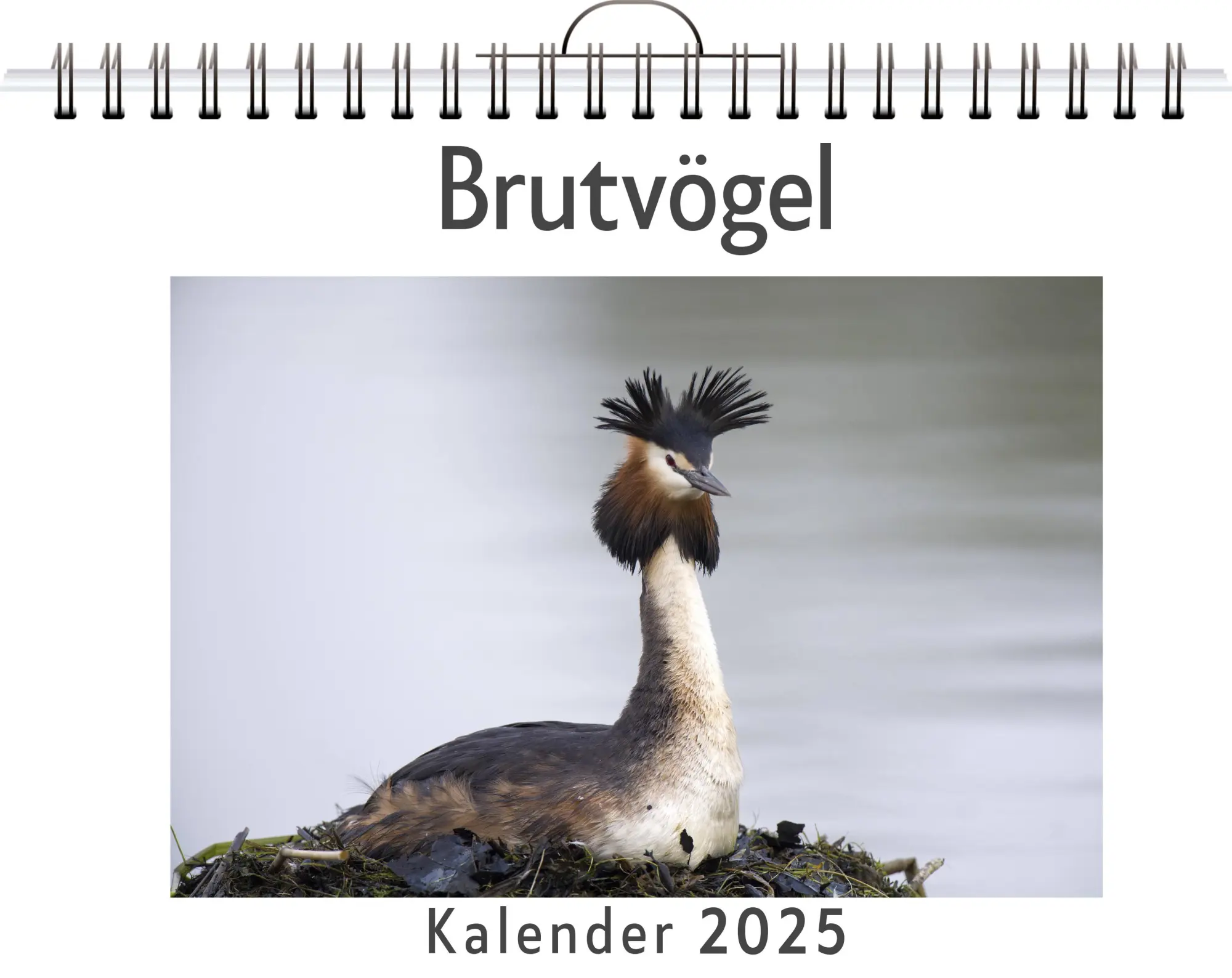Cover: 9783759122803 | Brutvögel - (Wandkalender 2025, Kalender DIN A4 quer,...