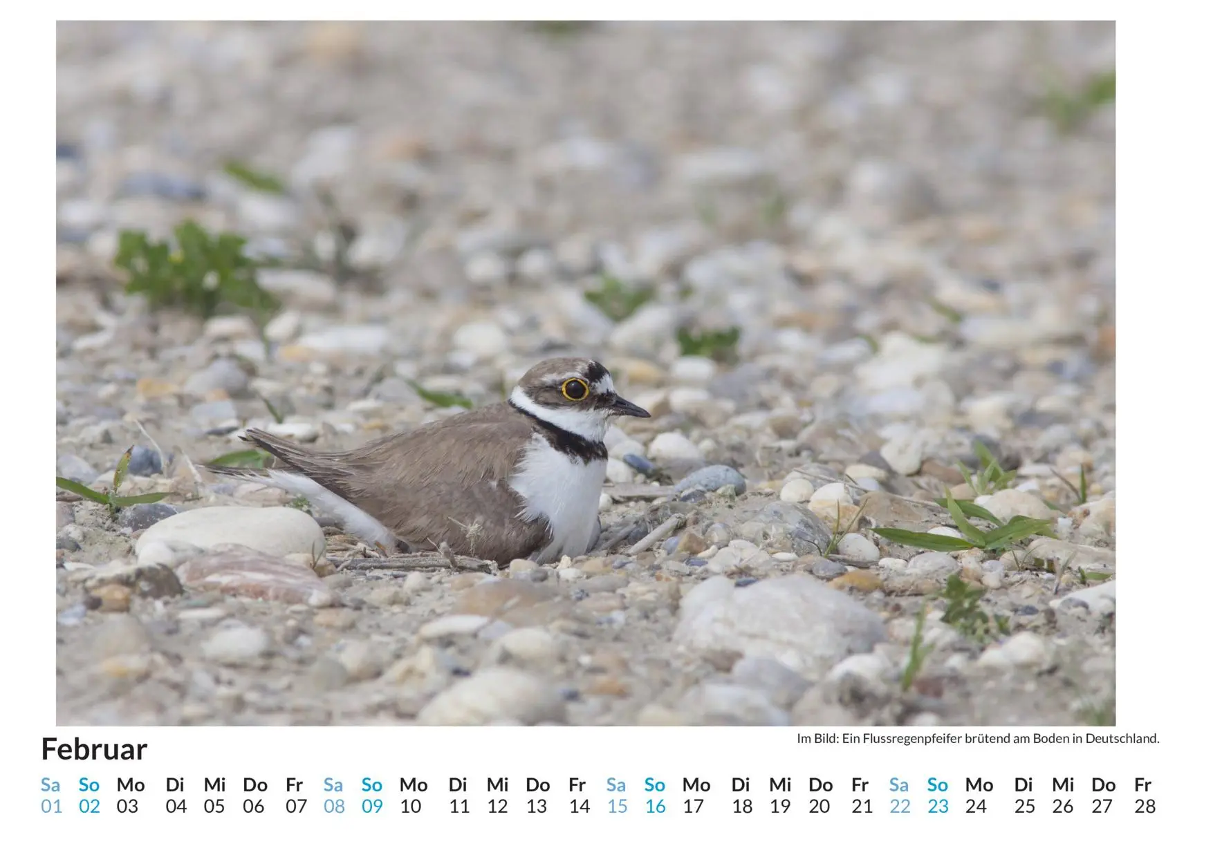 Bild: 9783759122803 | Brutvögel - (Wandkalender 2025, Kalender DIN A4 quer,...