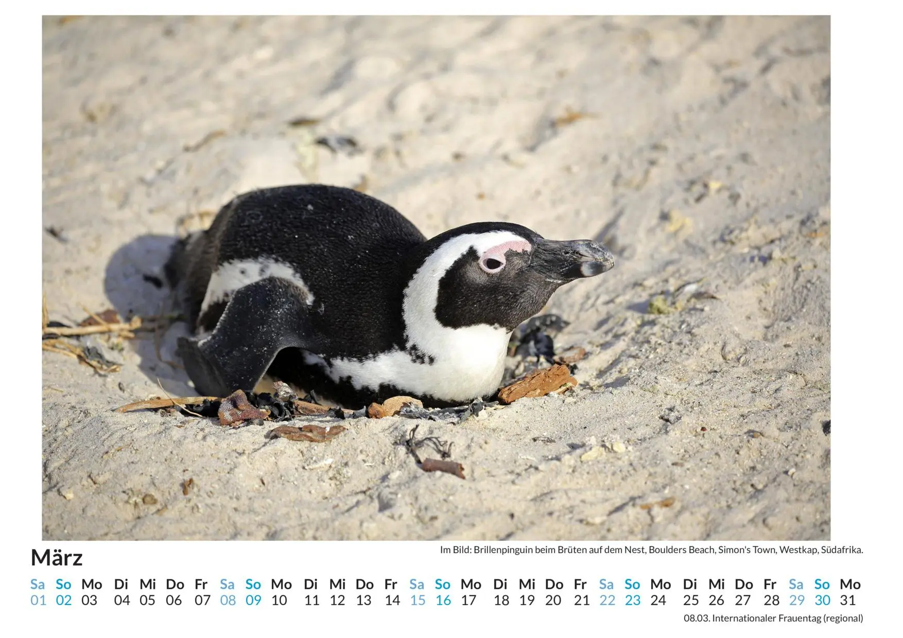 Bild: 9783759122803 | Brutvögel - (Wandkalender 2025, Kalender DIN A4 quer,...