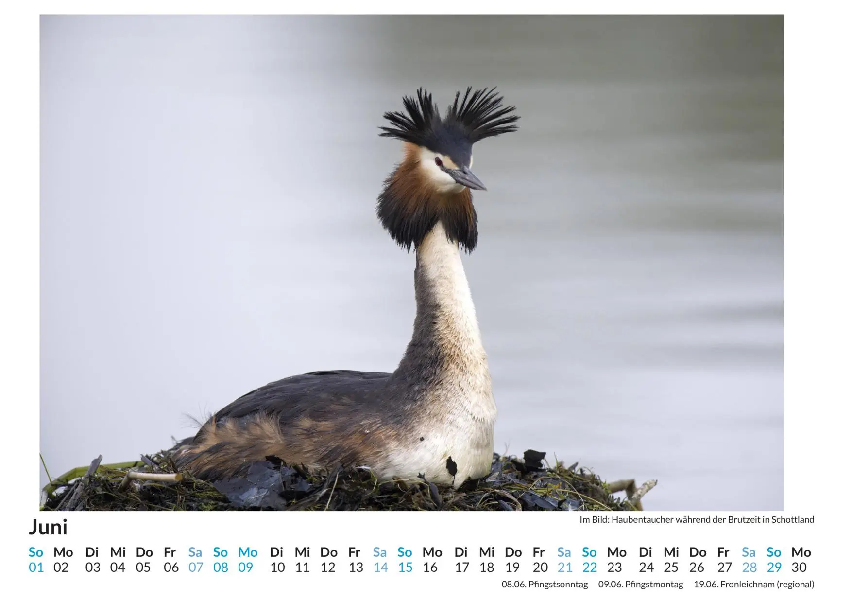 Bild: 9783759122803 | Brutvögel - (Wandkalender 2025, Kalender DIN A4 quer,...