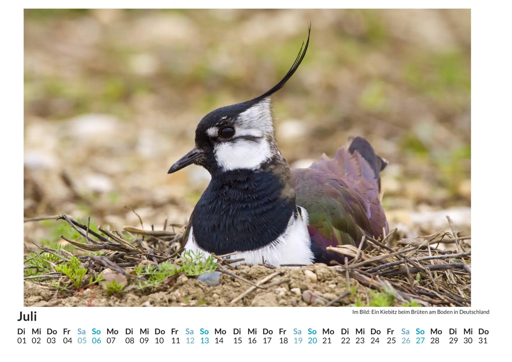 Bild: 9783759122803 | Brutvögel - (Wandkalender 2025, Kalender DIN A4 quer,...