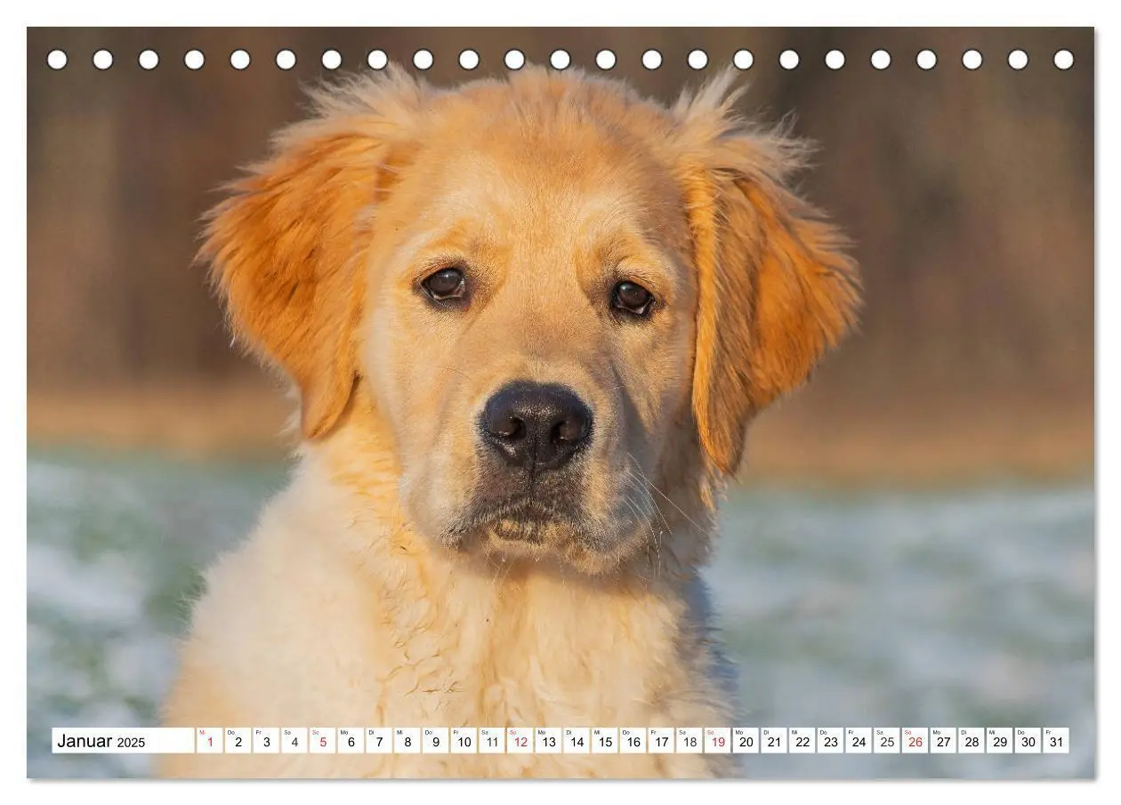 Bild: 9783435212903 | Goldige Herzensbrecher - Golden Retriever Welpen (Tischkalender...