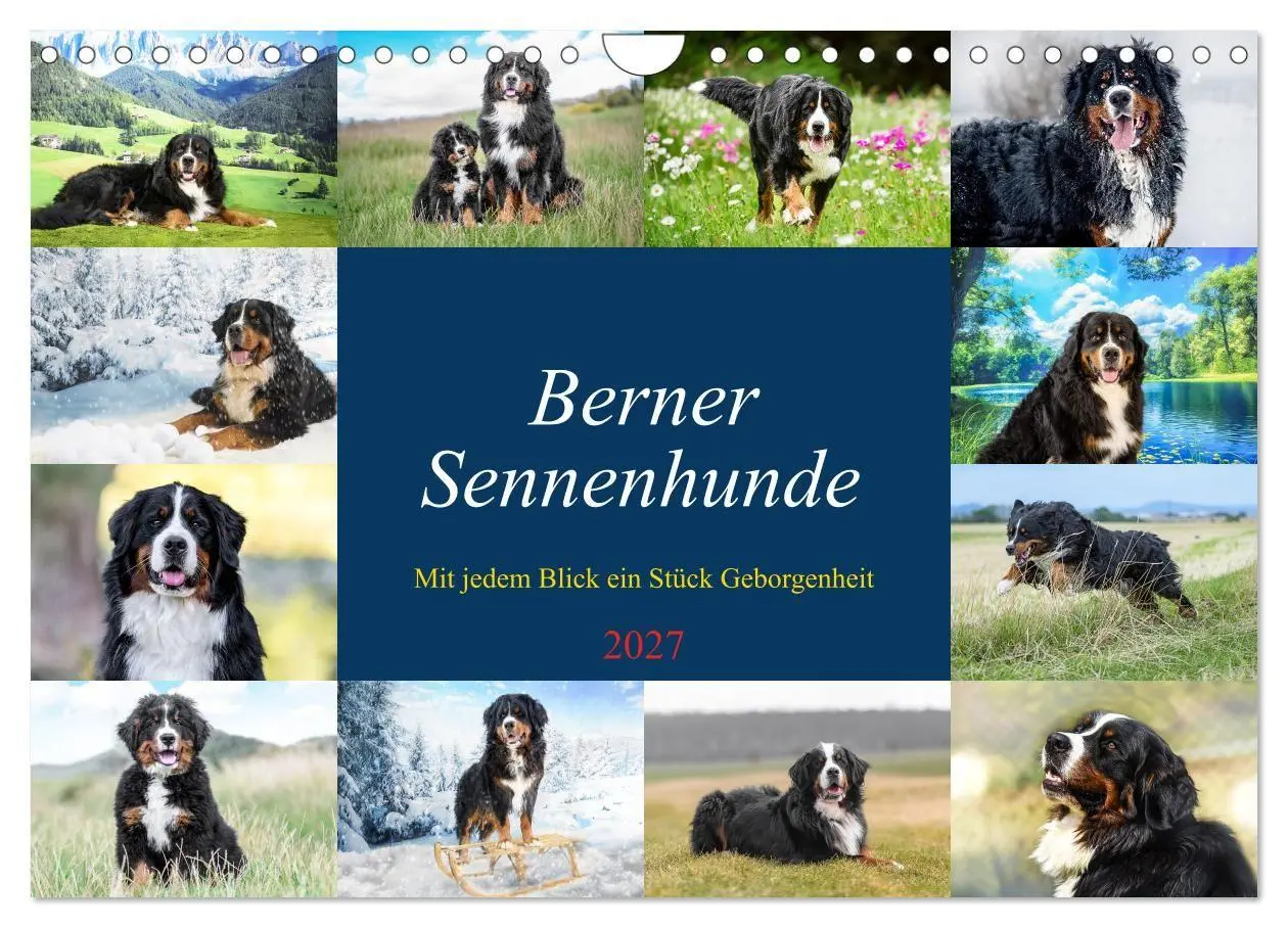 Cover: 9783516872903 | Berner Sennenhunde - Mit jedem Blick ein Stück Geborgenheit...
