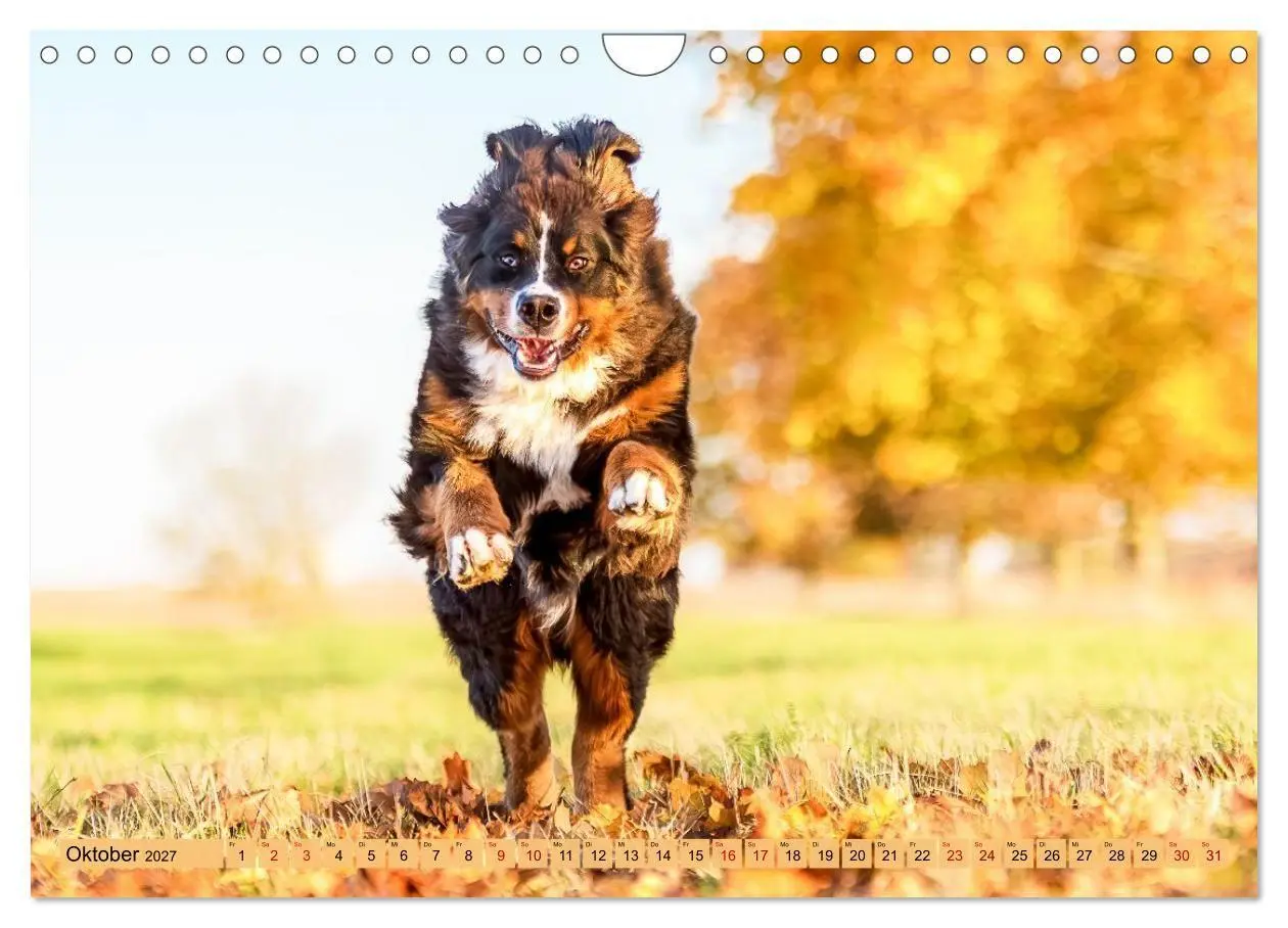 Bild: 9783516872903 | Berner Sennenhunde - Mit jedem Blick ein Stück Geborgenheit...