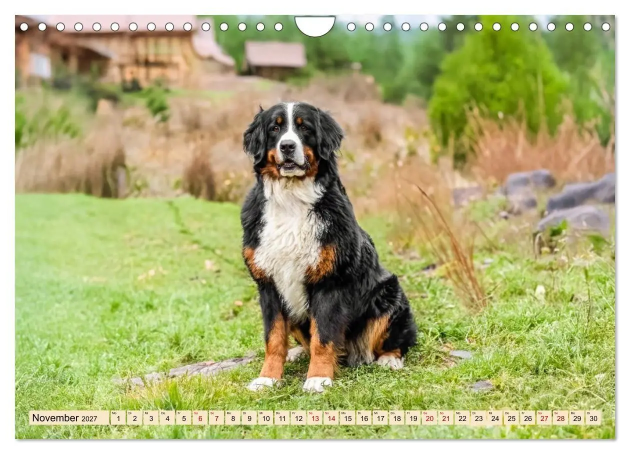 Bild: 9783516872903 | Berner Sennenhunde - Mit jedem Blick ein Stück Geborgenheit...