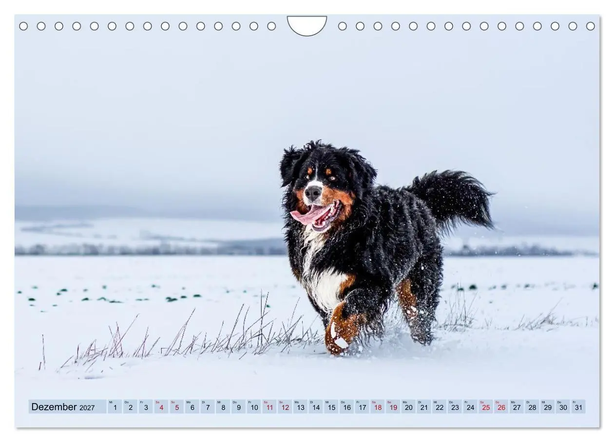 Bild: 9783516872903 | Berner Sennenhunde - Mit jedem Blick ein Stück Geborgenheit...