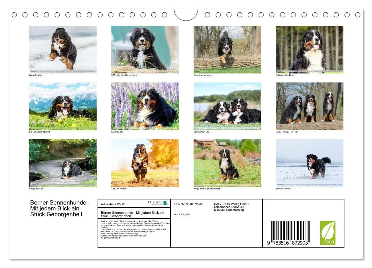 Bild: 9783516872903 | Berner Sennenhunde - Mit jedem Blick ein Stück Geborgenheit...