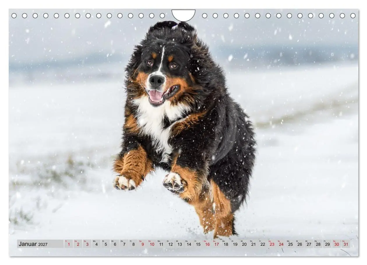 Bild: 9783516872903 | Berner Sennenhunde - Mit jedem Blick ein Stück Geborgenheit...
