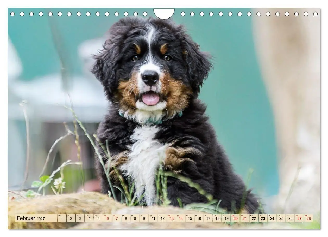 Bild: 9783516872903 | Berner Sennenhunde - Mit jedem Blick ein Stück Geborgenheit...