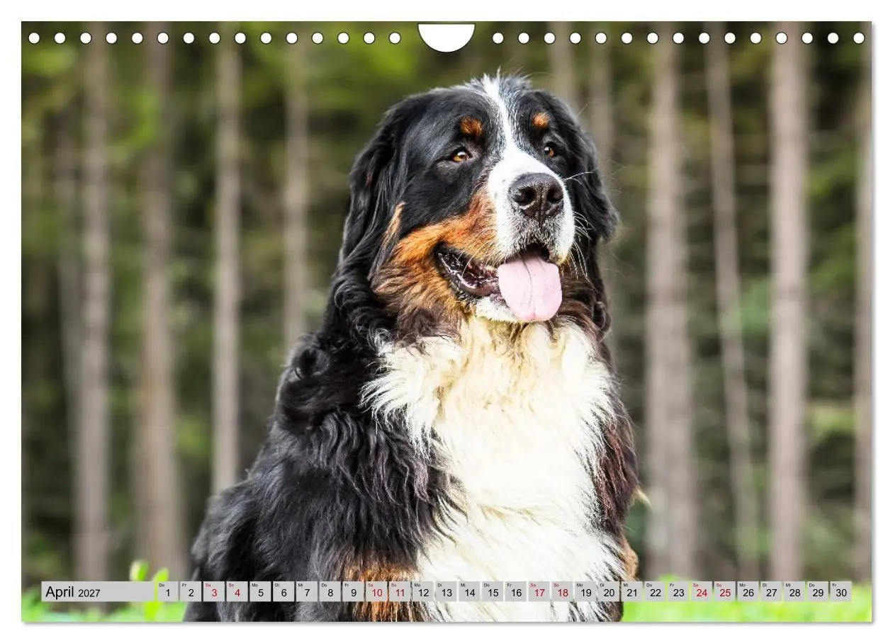 Bild: 9783516872903 | Berner Sennenhunde - Mit jedem Blick ein Stück Geborgenheit...