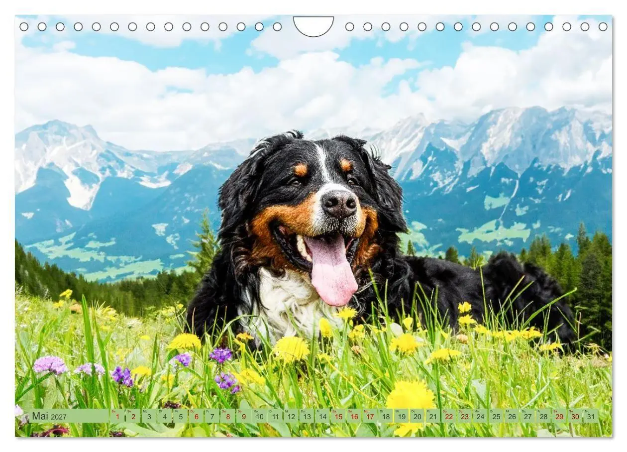 Bild: 9783516872903 | Berner Sennenhunde - Mit jedem Blick ein Stück Geborgenheit...