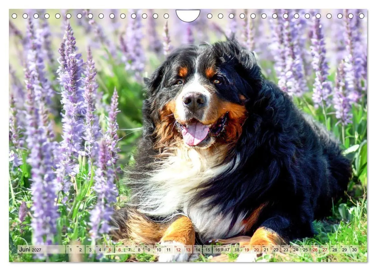 Bild: 9783516872903 | Berner Sennenhunde - Mit jedem Blick ein Stück Geborgenheit...
