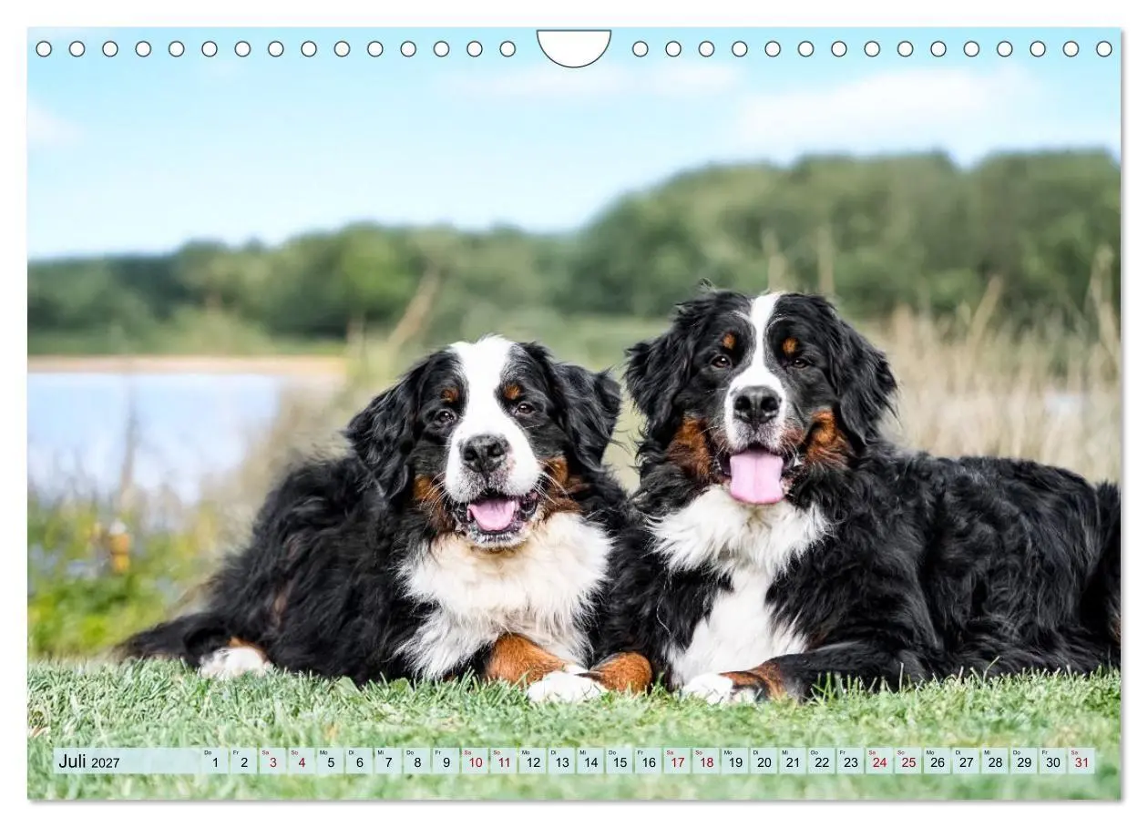Bild: 9783516872903 | Berner Sennenhunde - Mit jedem Blick ein Stück Geborgenheit...
