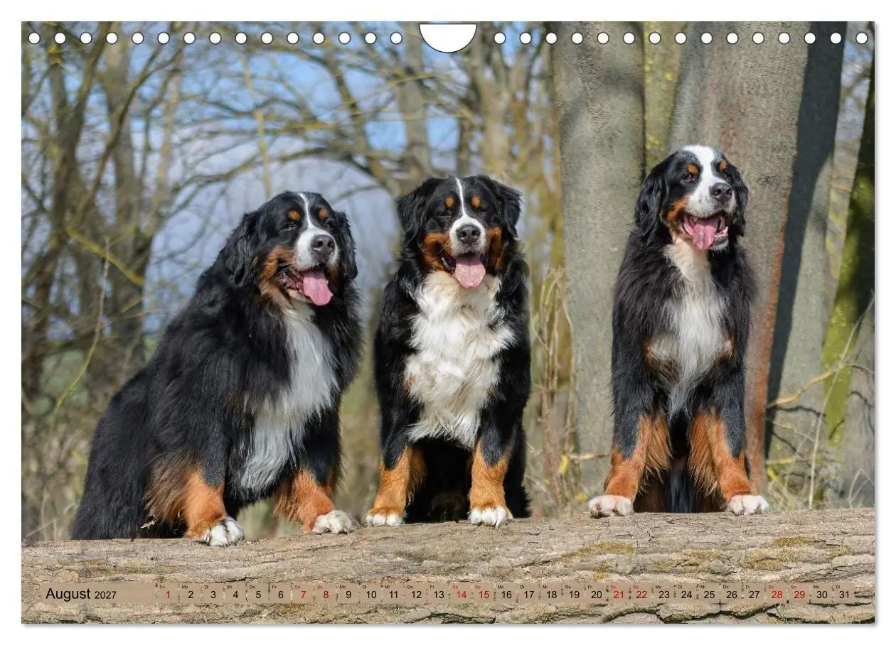 Bild: 9783516872903 | Berner Sennenhunde - Mit jedem Blick ein Stück Geborgenheit...