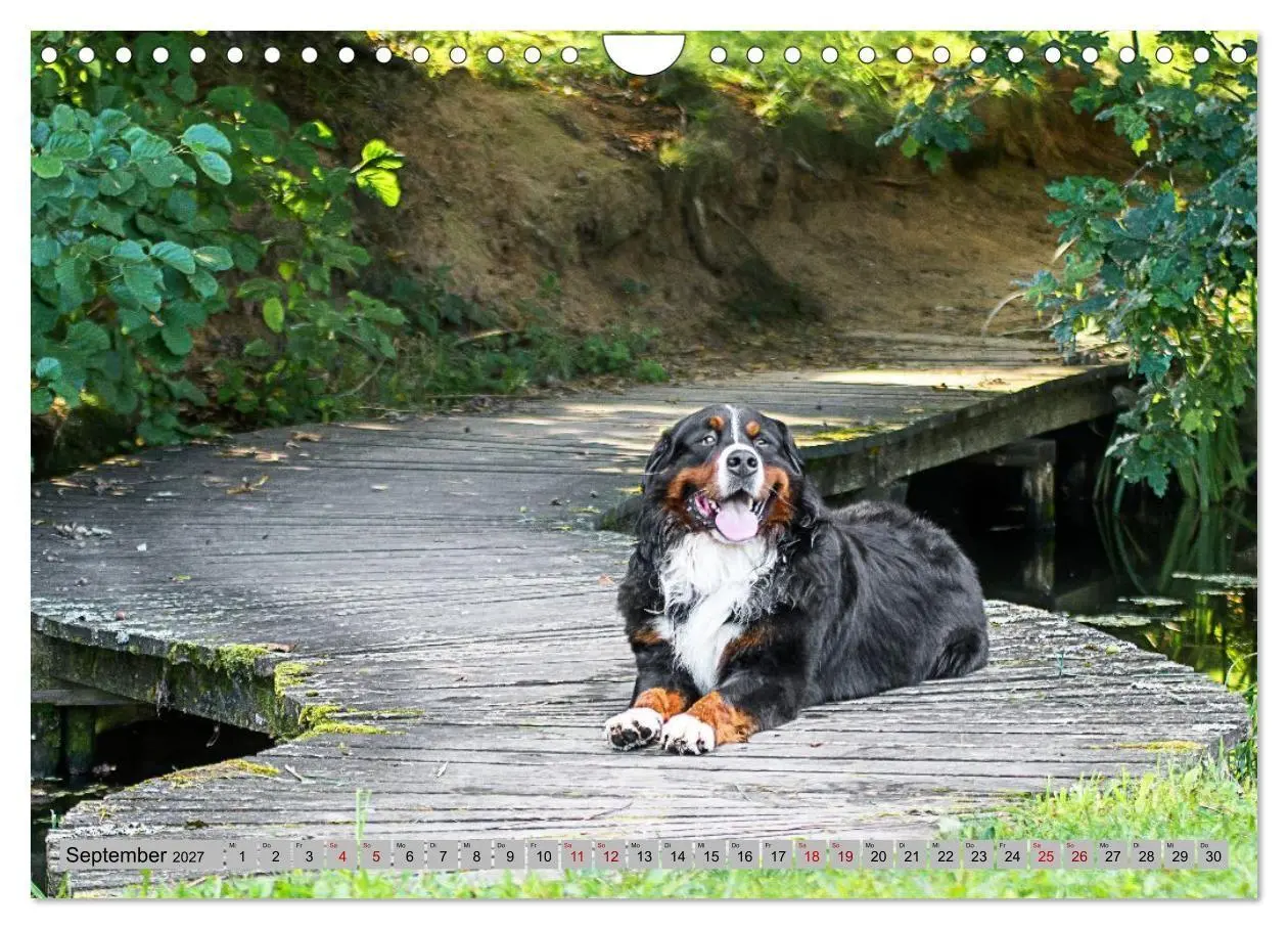 Bild: 9783516872903 | Berner Sennenhunde - Mit jedem Blick ein Stück Geborgenheit...