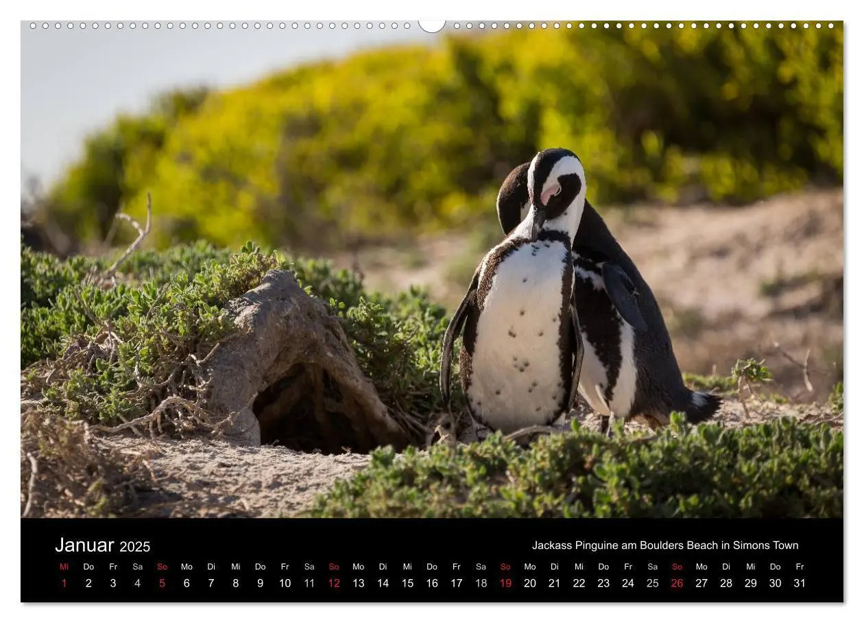 Bild: 9783435573103 | Wunderschönes Südafrika (Wandkalender 2025 DIN A2 quer), CALVENDO...