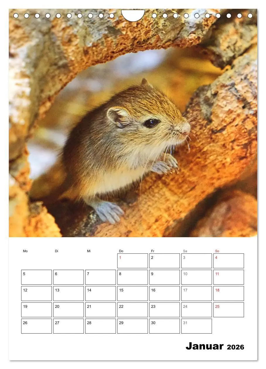 Bild: 9783516373103 | Mongolische Rennmäuse (Wandkalender 2026 DIN A4 hoch), CALVENDO...