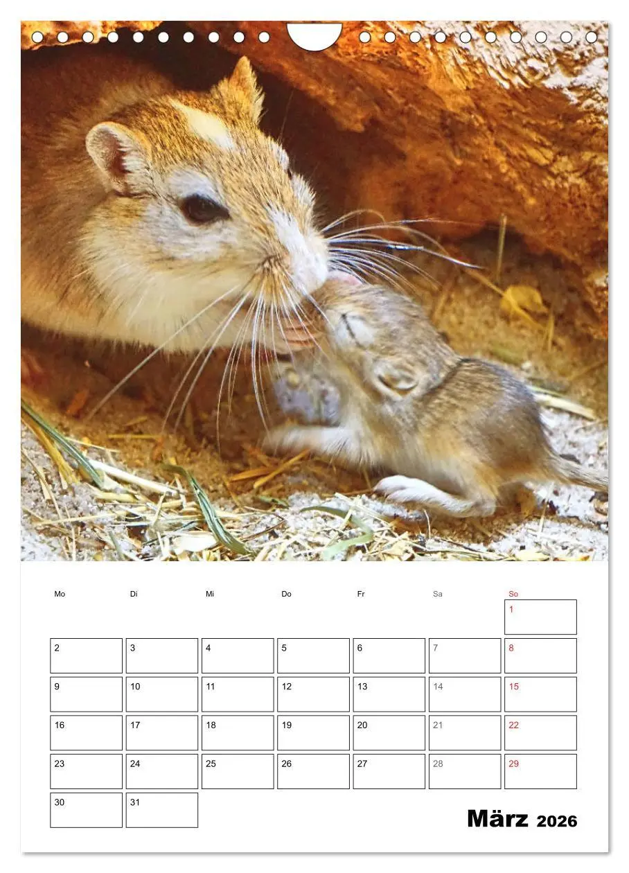 Bild: 9783516373103 | Mongolische Rennmäuse (Wandkalender 2026 DIN A4 hoch), CALVENDO...
