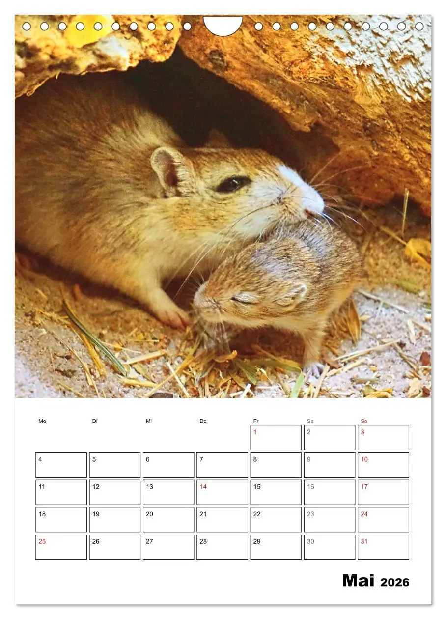 Bild: 9783516373103 | Mongolische Rennmäuse (Wandkalender 2026 DIN A4 hoch), CALVENDO...