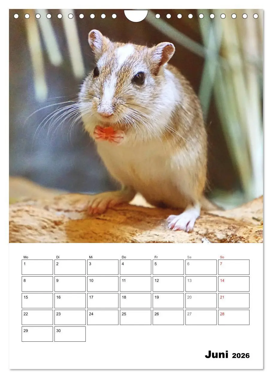 Bild: 9783516373103 | Mongolische Rennmäuse (Wandkalender 2026 DIN A4 hoch), CALVENDO...
