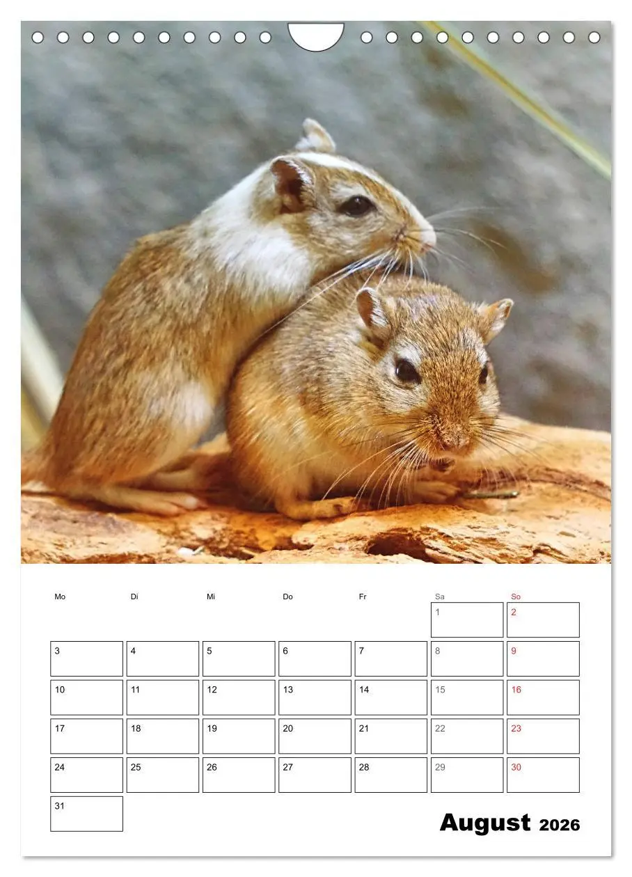 Bild: 9783516373103 | Mongolische Rennmäuse (Wandkalender 2026 DIN A4 hoch), CALVENDO...