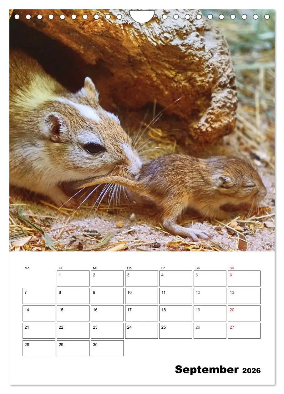 Bild: 9783516373103 | Mongolische Rennmäuse (Wandkalender 2026 DIN A4 hoch), CALVENDO...
