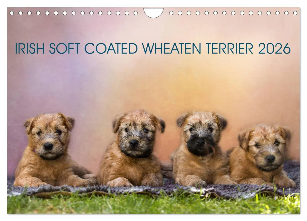 Cover: 9783457893203 | IRISH SOFT COATED WHEATEN TERRIER 2026 (Wandkalender 2026 DIN A4...