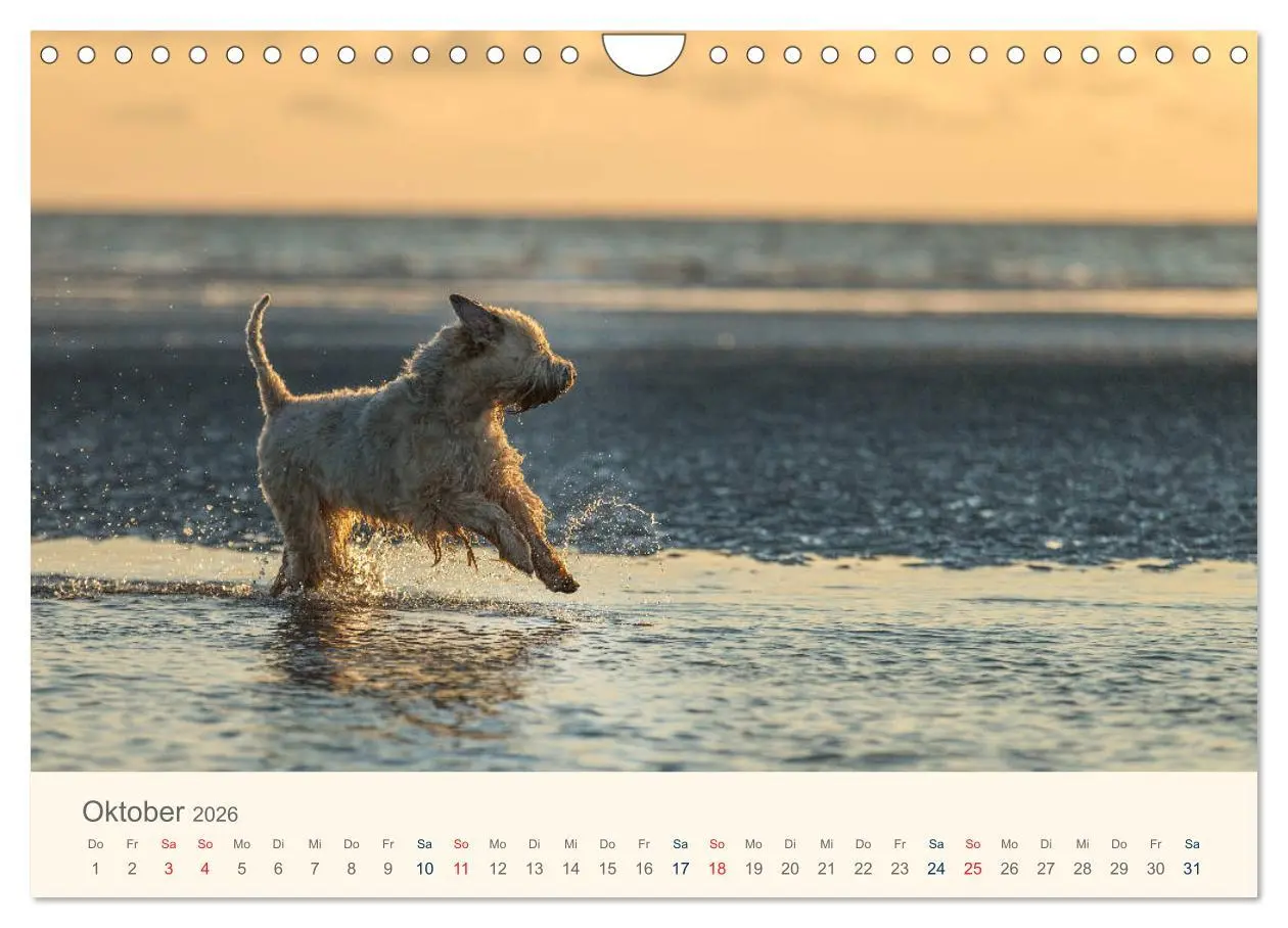 Bild: 9783457893203 | IRISH SOFT COATED WHEATEN TERRIER 2026 (Wandkalender 2026 DIN A4...