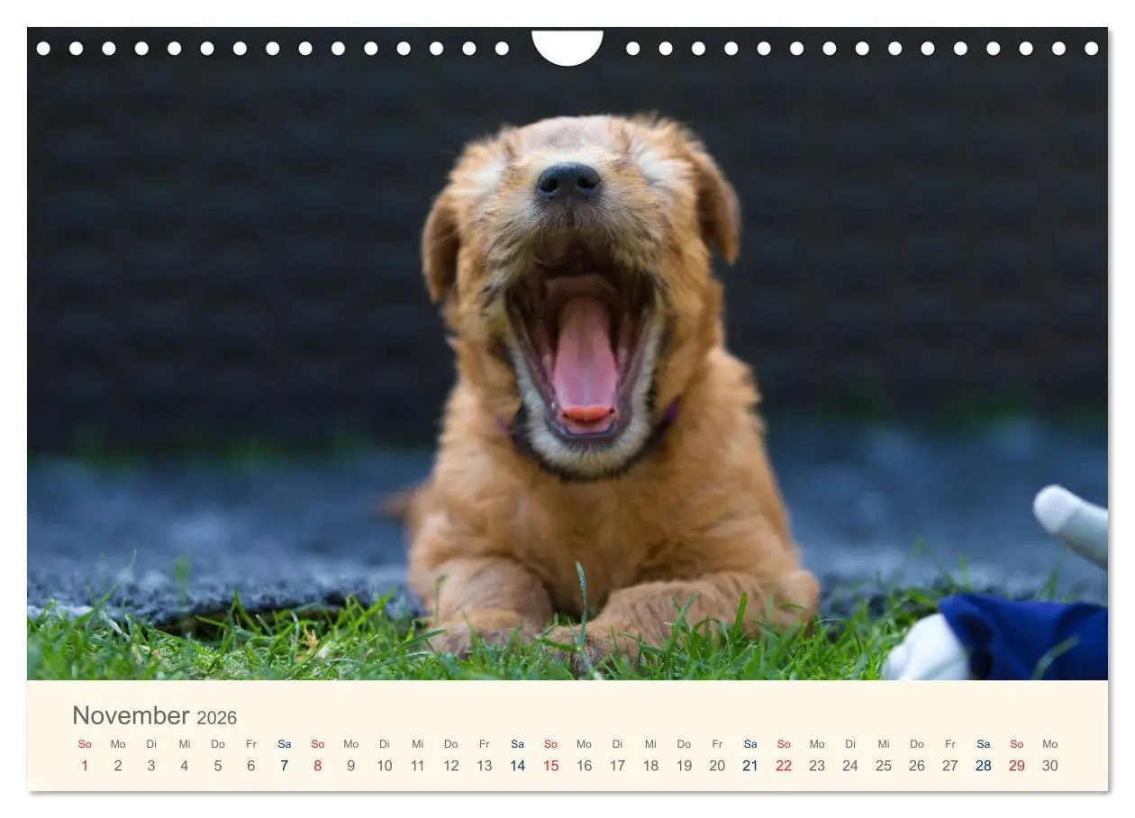 Bild: 9783457893203 | IRISH SOFT COATED WHEATEN TERRIER 2026 (Wandkalender 2026 DIN A4...