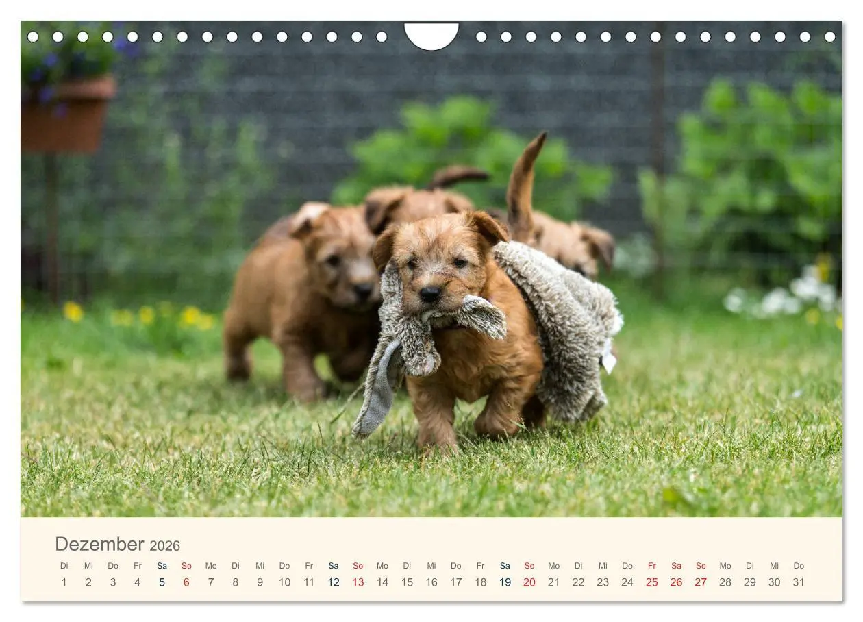 Bild: 9783457893203 | IRISH SOFT COATED WHEATEN TERRIER 2026 (Wandkalender 2026 DIN A4...