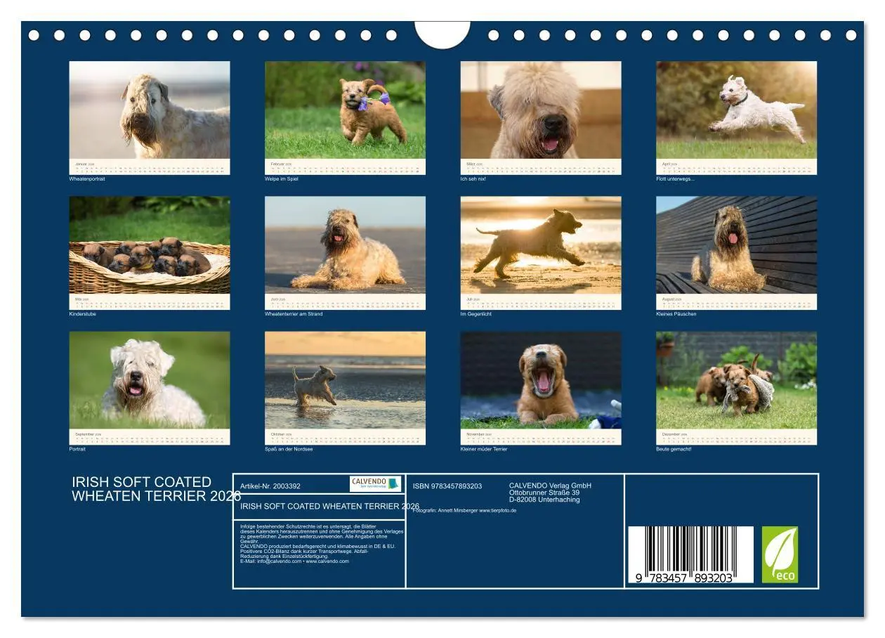 Bild: 9783457893203 | IRISH SOFT COATED WHEATEN TERRIER 2026 (Wandkalender 2026 DIN A4...