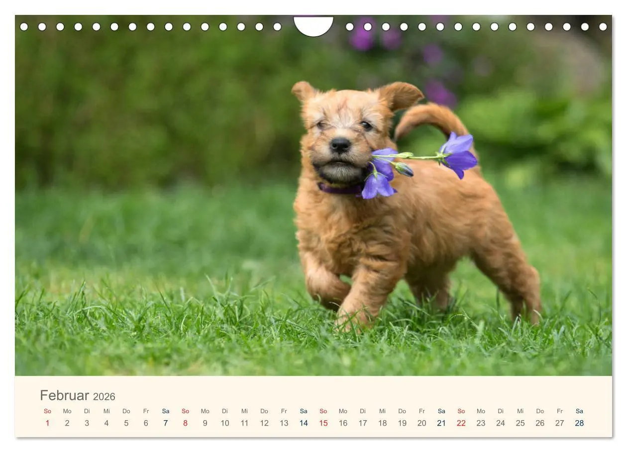 Bild: 9783457893203 | IRISH SOFT COATED WHEATEN TERRIER 2026 (Wandkalender 2026 DIN A4...