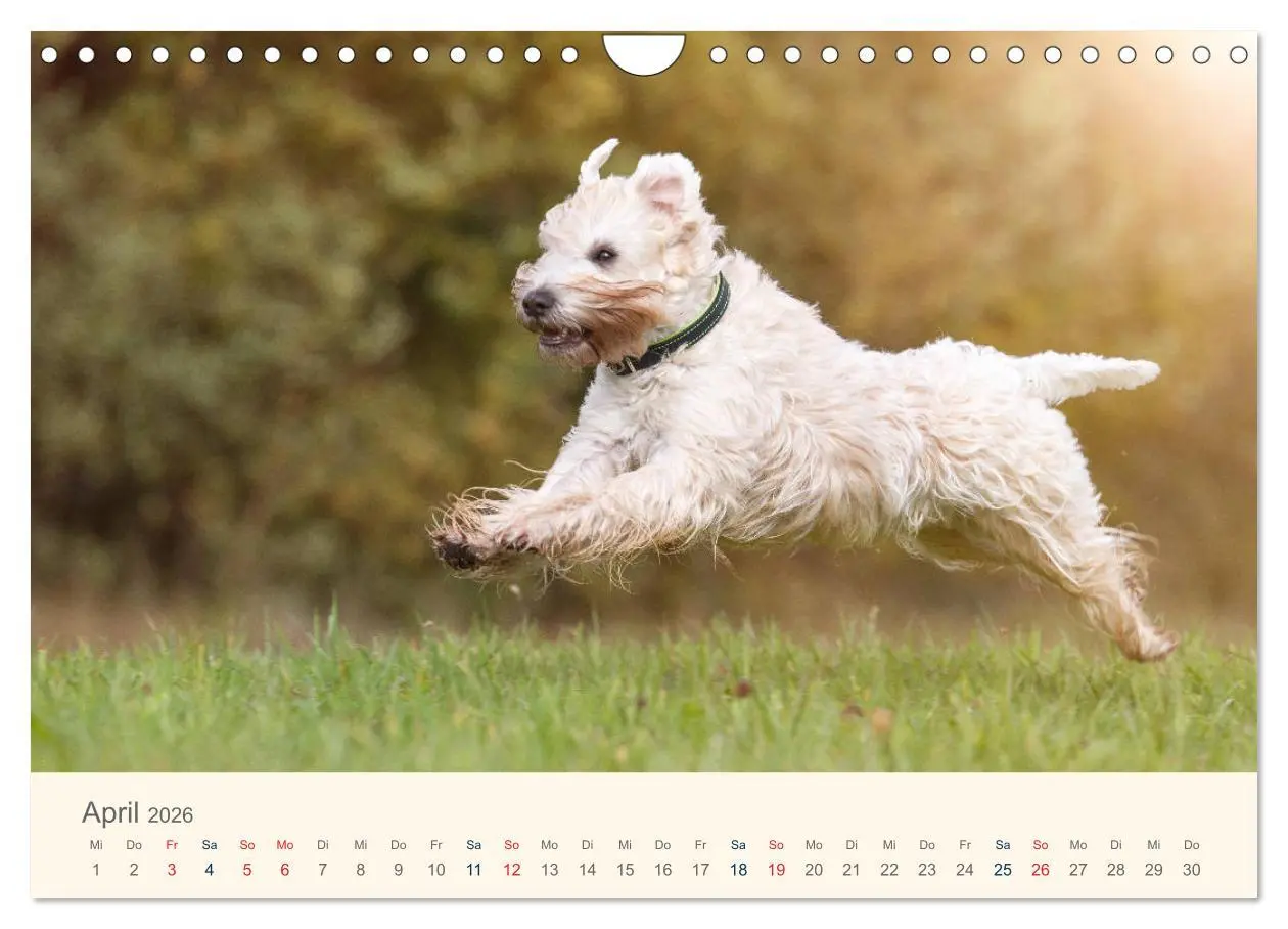 Bild: 9783457893203 | IRISH SOFT COATED WHEATEN TERRIER 2026 (Wandkalender 2026 DIN A4...