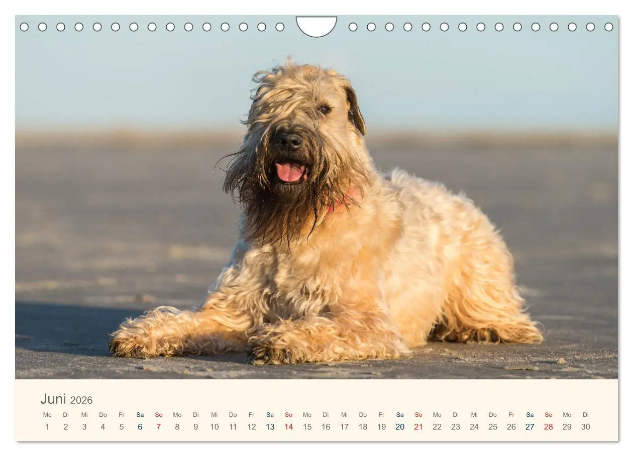 Bild: 9783457893203 | IRISH SOFT COATED WHEATEN TERRIER 2026 (Wandkalender 2026 DIN A4...