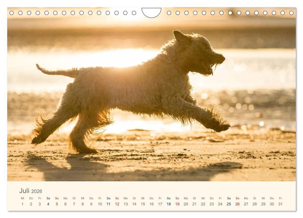 Bild: 9783457893203 | IRISH SOFT COATED WHEATEN TERRIER 2026 (Wandkalender 2026 DIN A4...