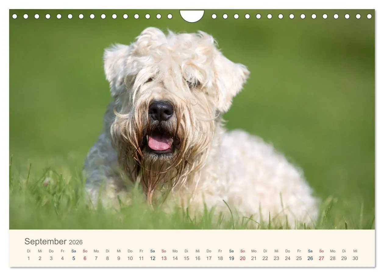 Bild: 9783457893203 | IRISH SOFT COATED WHEATEN TERRIER 2026 (Wandkalender 2026 DIN A4...