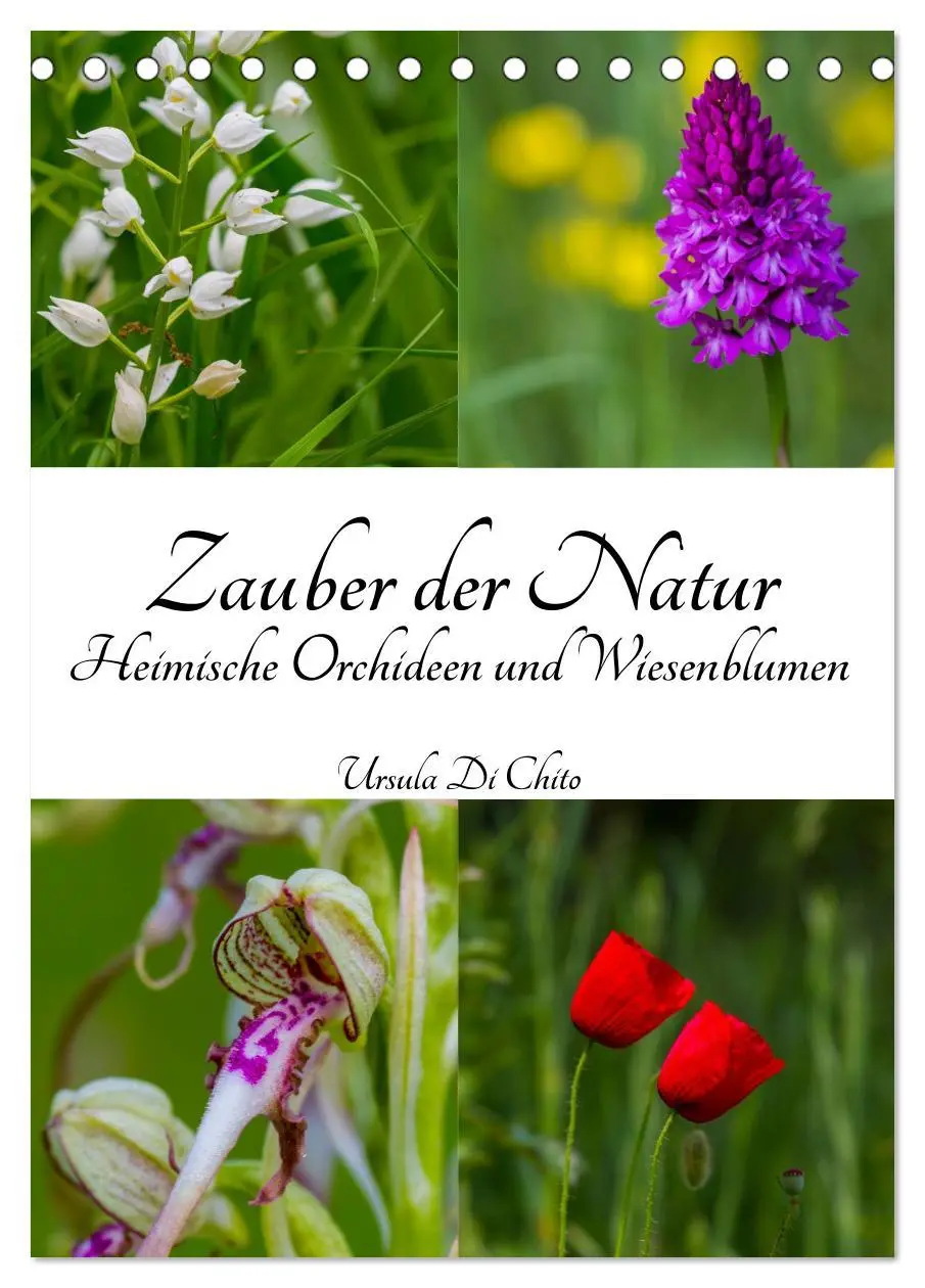 Cover: 9783516423303 | Zauber der Natur - Heimische Orchideen und Wiesenblumen...