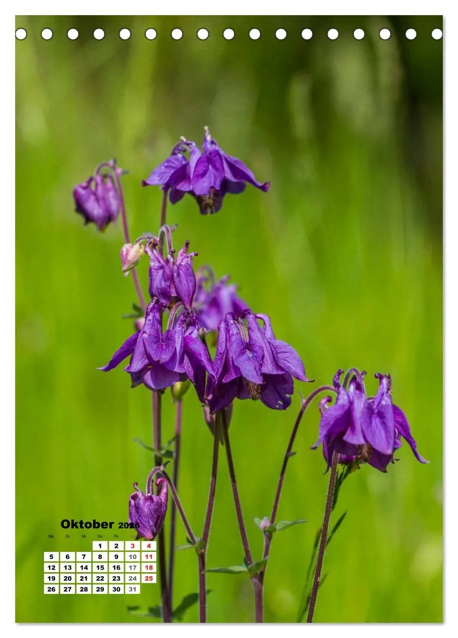 Bild: 9783516423303 | Zauber der Natur - Heimische Orchideen und Wiesenblumen...