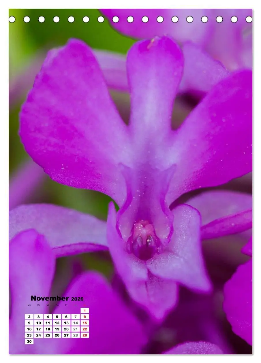 Bild: 9783516423303 | Zauber der Natur - Heimische Orchideen und Wiesenblumen...
