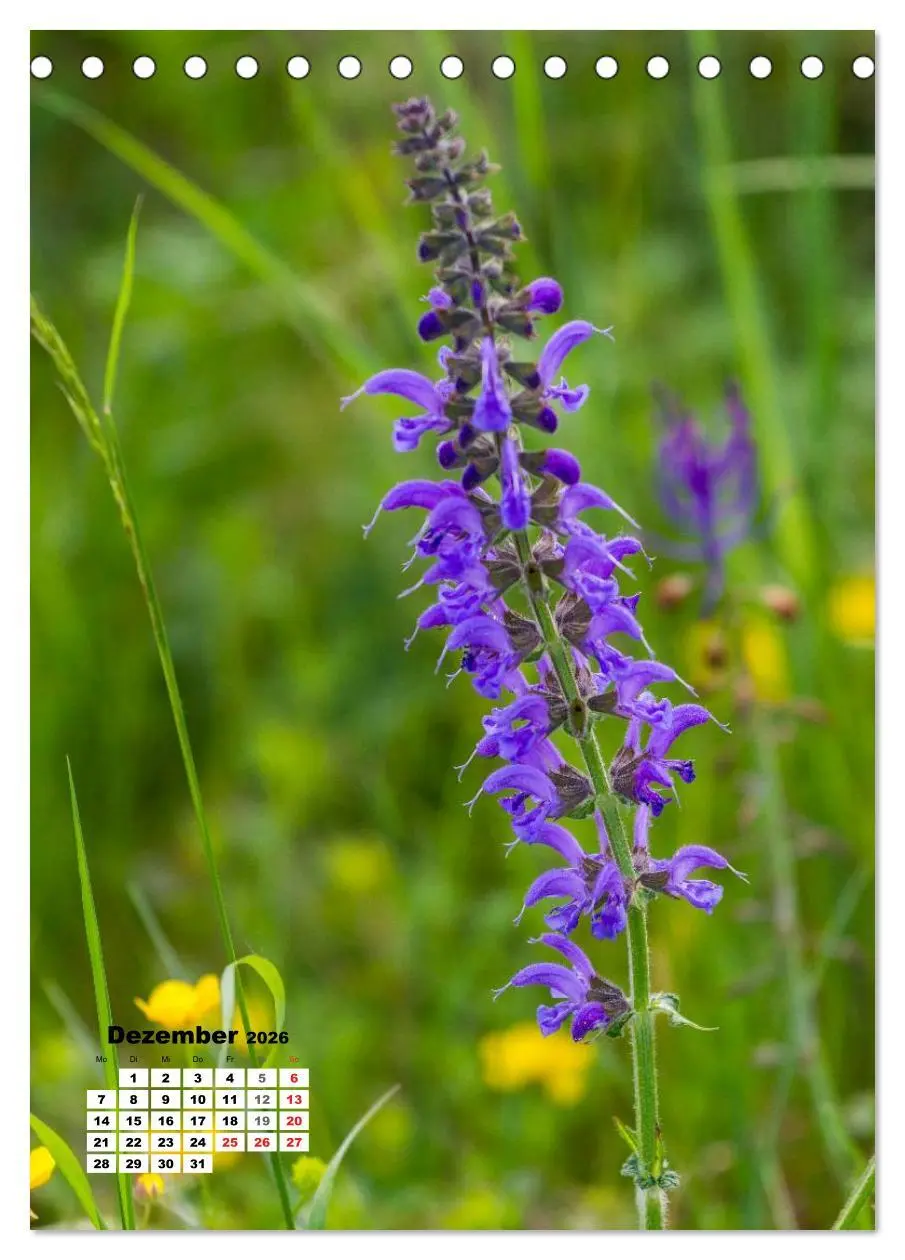 Bild: 9783516423303 | Zauber der Natur - Heimische Orchideen und Wiesenblumen...