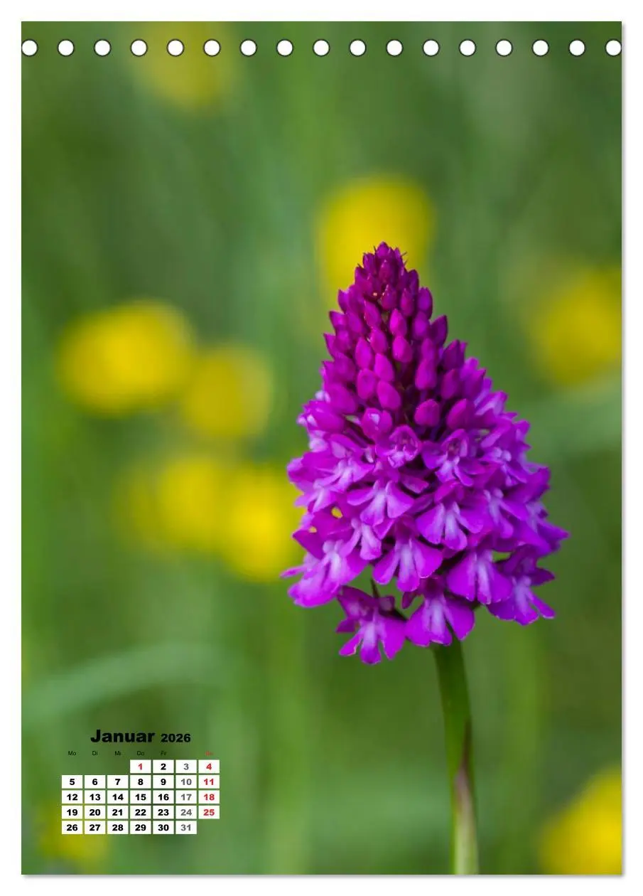 Bild: 9783516423303 | Zauber der Natur - Heimische Orchideen und Wiesenblumen...